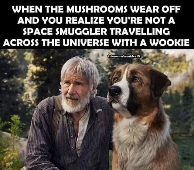 call of the wild movie 2020 - When The Mushrooms Wear Off And You Realize You'Re Not A Space Smuggler Travelling Across The Universe With A Wookie Gitarwarichronida 16