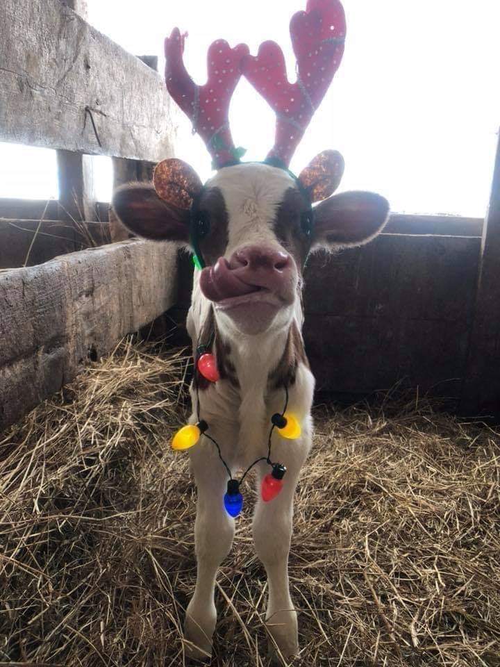 calf dressed up for christmas -