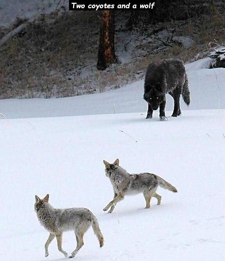 wolf size compared to coyote - Two coyotes and a wolf