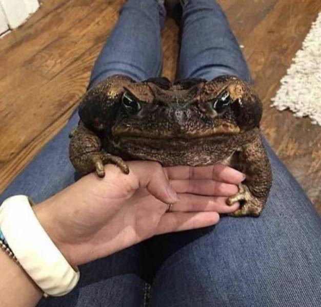 cane toad reddit