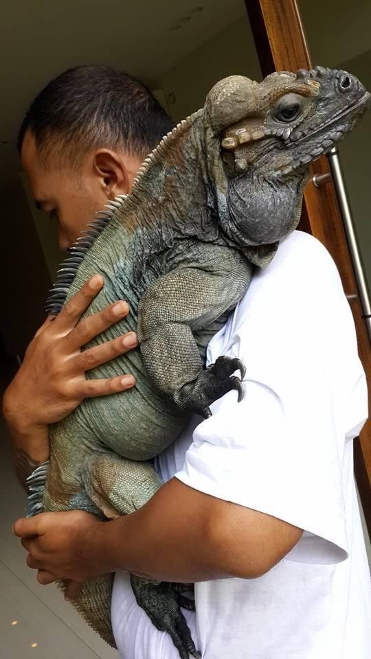 giant iguana pet