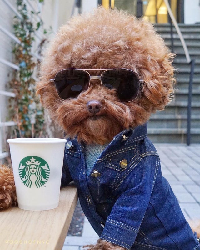 cute dog sunglasses
