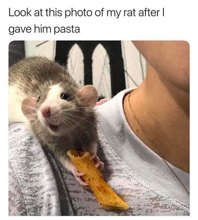 happy rat - Look at this photo of my rat after | gave him pasta