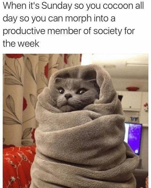 feel-good-meme - cold cat - When it's Sunday so you cocoon all day so you can morph into a productive member of society for the week