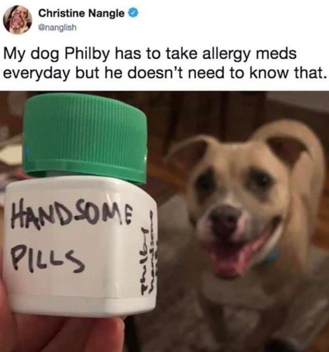 feel-good-meme - dog handsome pills - Christine Nangle My dog Philby has to take allergy meds everyday but he doesn't need to know that. Handsome J Pills
