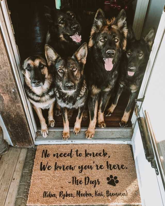 german shepherd dog - No need to knock, We know you're here. The Dings to Kober, Ryker, Merka, Kai, Brenna