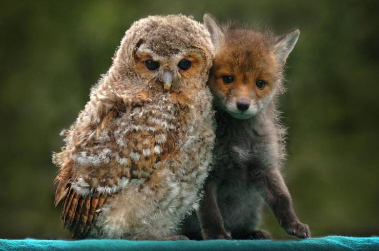 fox and owl