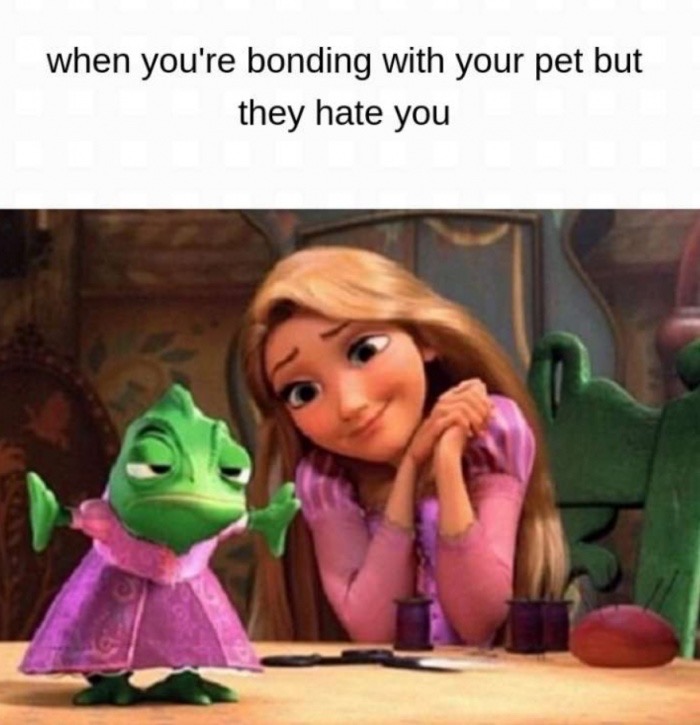 tangled disney - when you're bonding with your pet but they hate you
