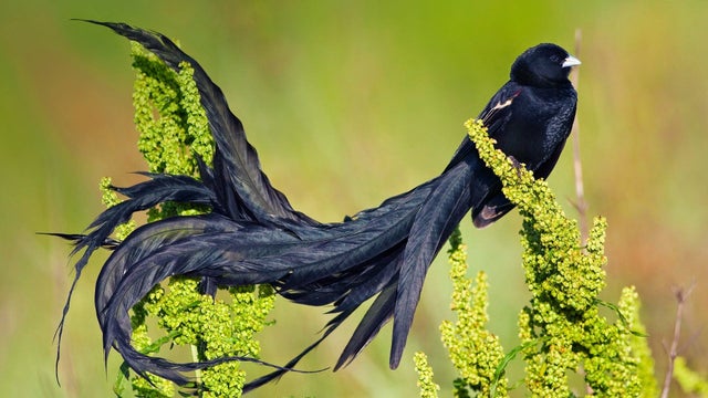 long tailed widowbird