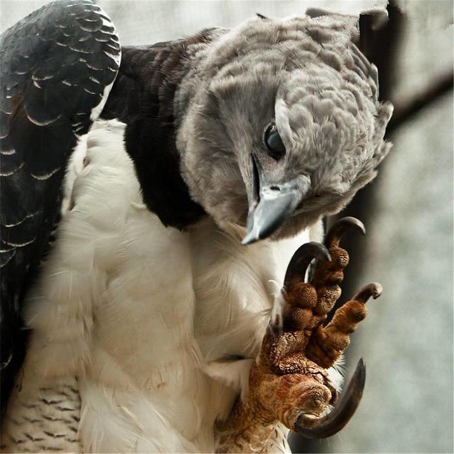 harpy eagle talons