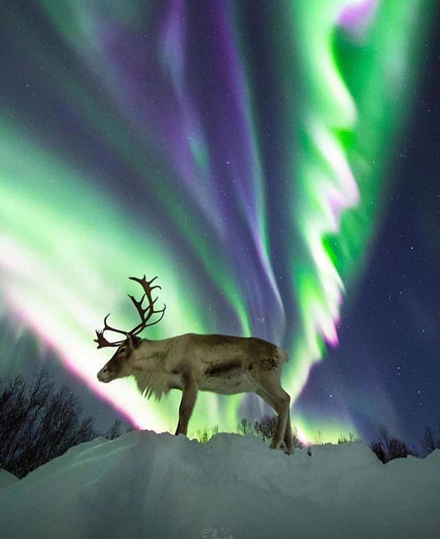 reindeer aurora norway