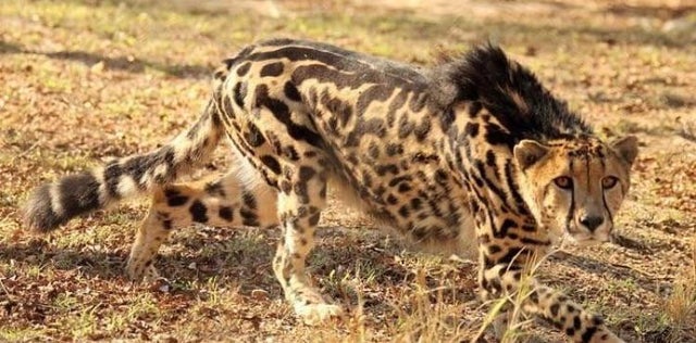 striped king cheetah