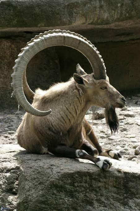 goat long horns