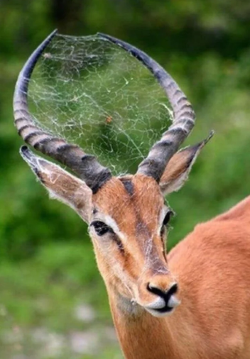 spider web in deer antlers