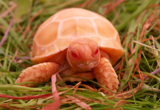 albino baby tortoise