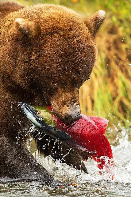 sockeye salmon bear