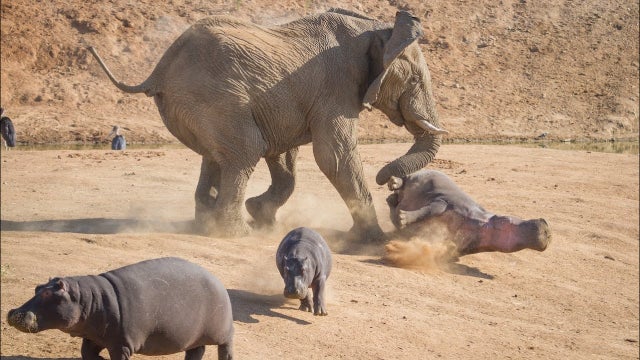 hippo vs elephant