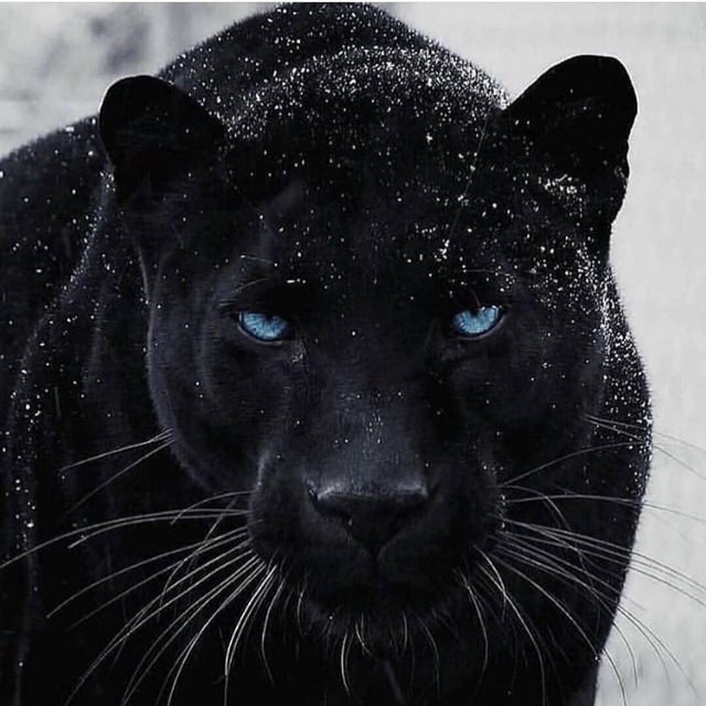 black panther animal blue eyes