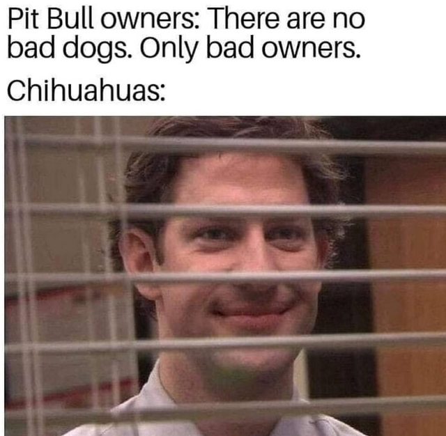 jim meme office - Pit Bull owners There are no bad dogs. Only bad owners. Chihuahuas