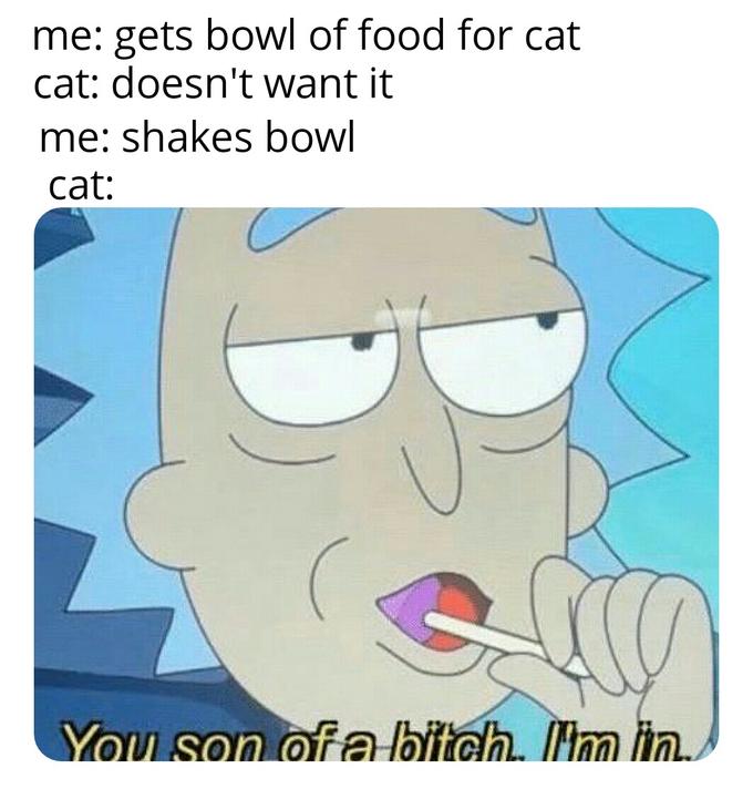 Internet meme - me gets bowl of food for cat cat doesn't want it me shakes bowl cat You son ofalwitch. Im lin.