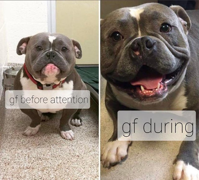 rescue dogs before and after - gf before attention gf during