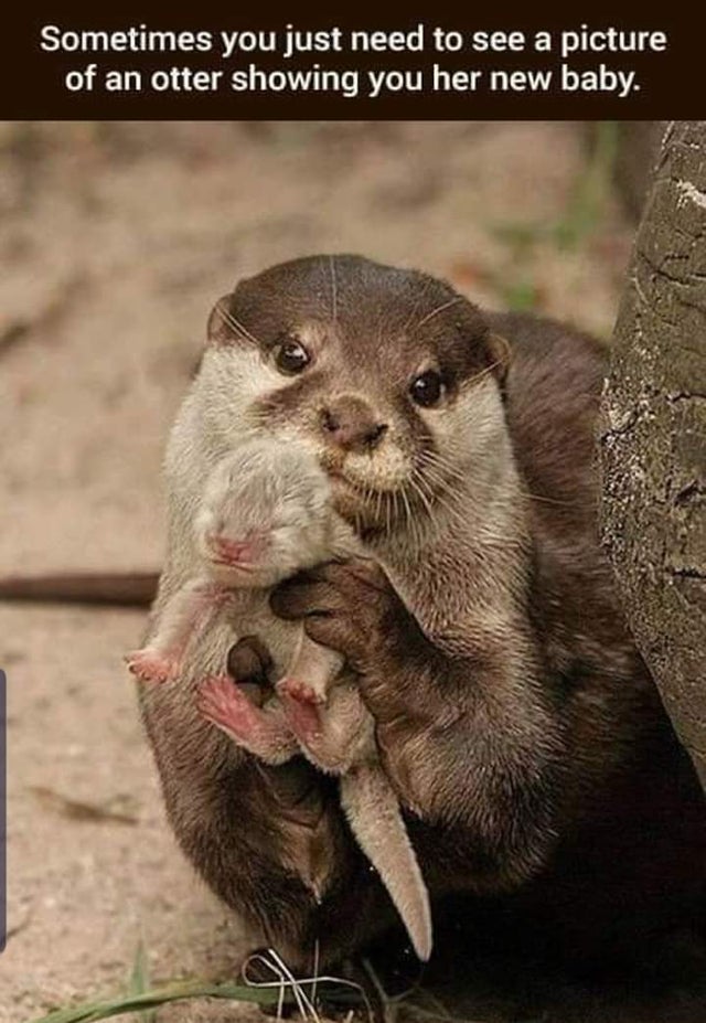 otter with baby - Sometimes you just need to see a picture of an otter showing you her new baby.