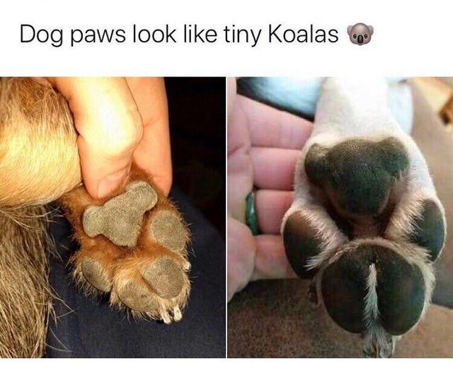 dog paw looks like bear - Dog paws look tiny Koalas