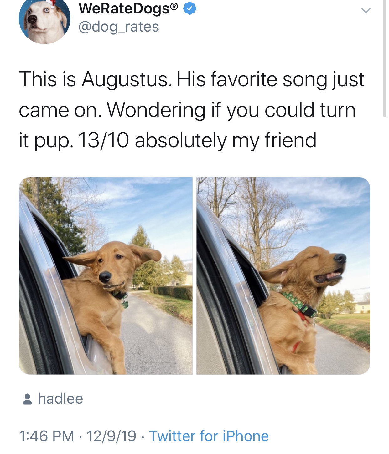 dog - WeRateDogs This is Augustus. His favorite song just came on. Wondering if you could turn it pup. 1310 absolutely my friend hadlee 12919 Twitter for iPhone