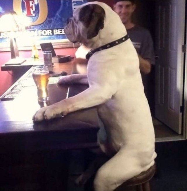 dog acting like a human
