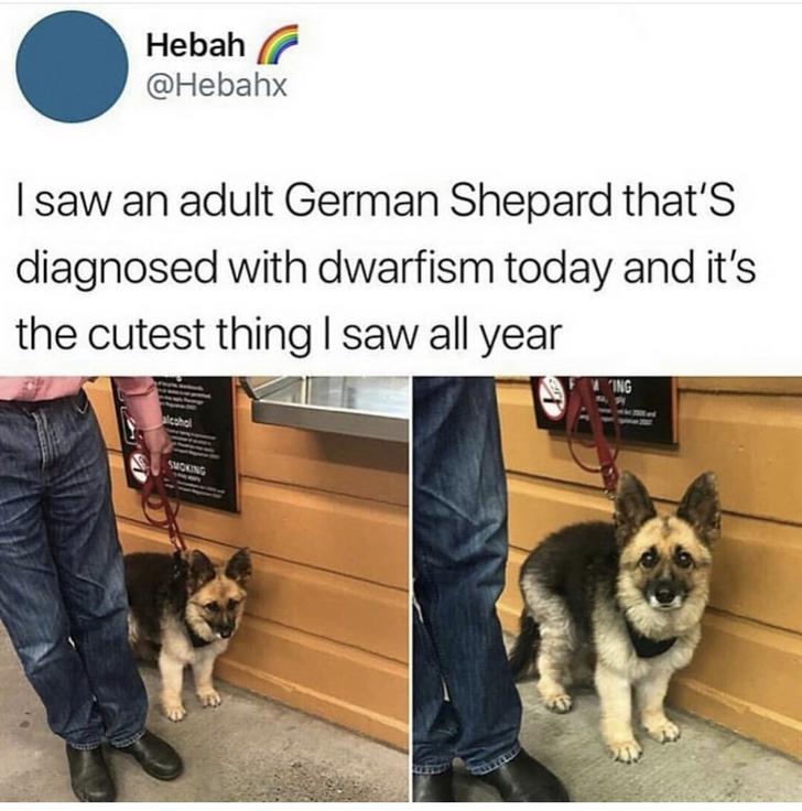 german shepherd dwarfism meme - Hebah I saw an adult German Shepard that's diagnosed with dwarfism today and it's the cutest thing I saw all year Smoking