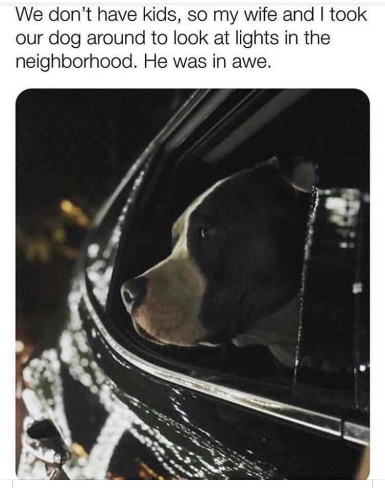 christmas meme - dog - We don't have kids, so my wife and I took our dog around to look at lights in the neighborhood. He was in awe.