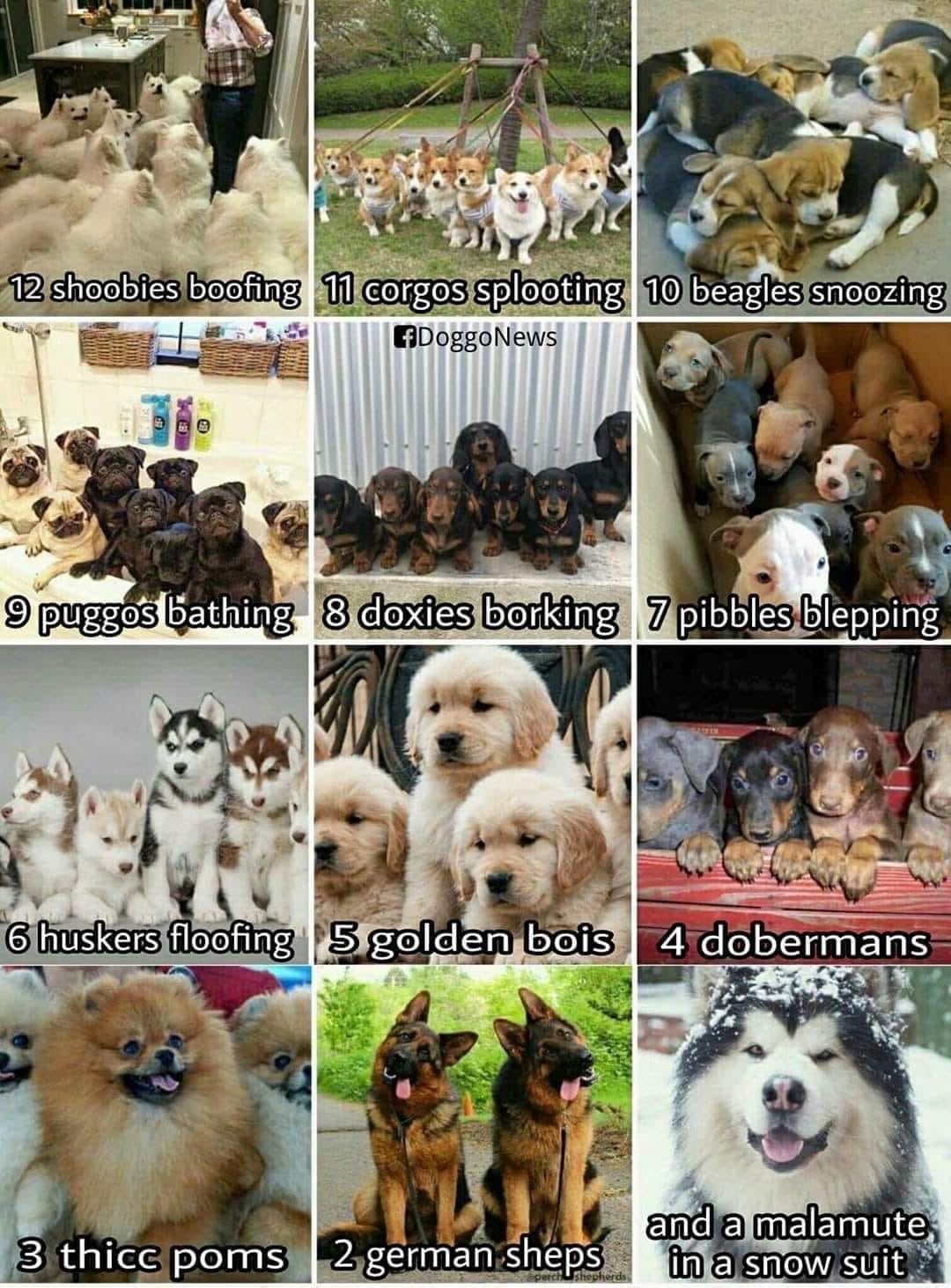 christmas meme - twelve doggos of christmas - 12 shoobies boofing 11 corgos splooting 10 beagles snoozing 9 puggos bathing 8 doxies borking 7 pibbles blepping 6 huskers floofing 5 golden bois 4 dobermans 3 thicc poms 2 german sheps and a malamute, in a sn