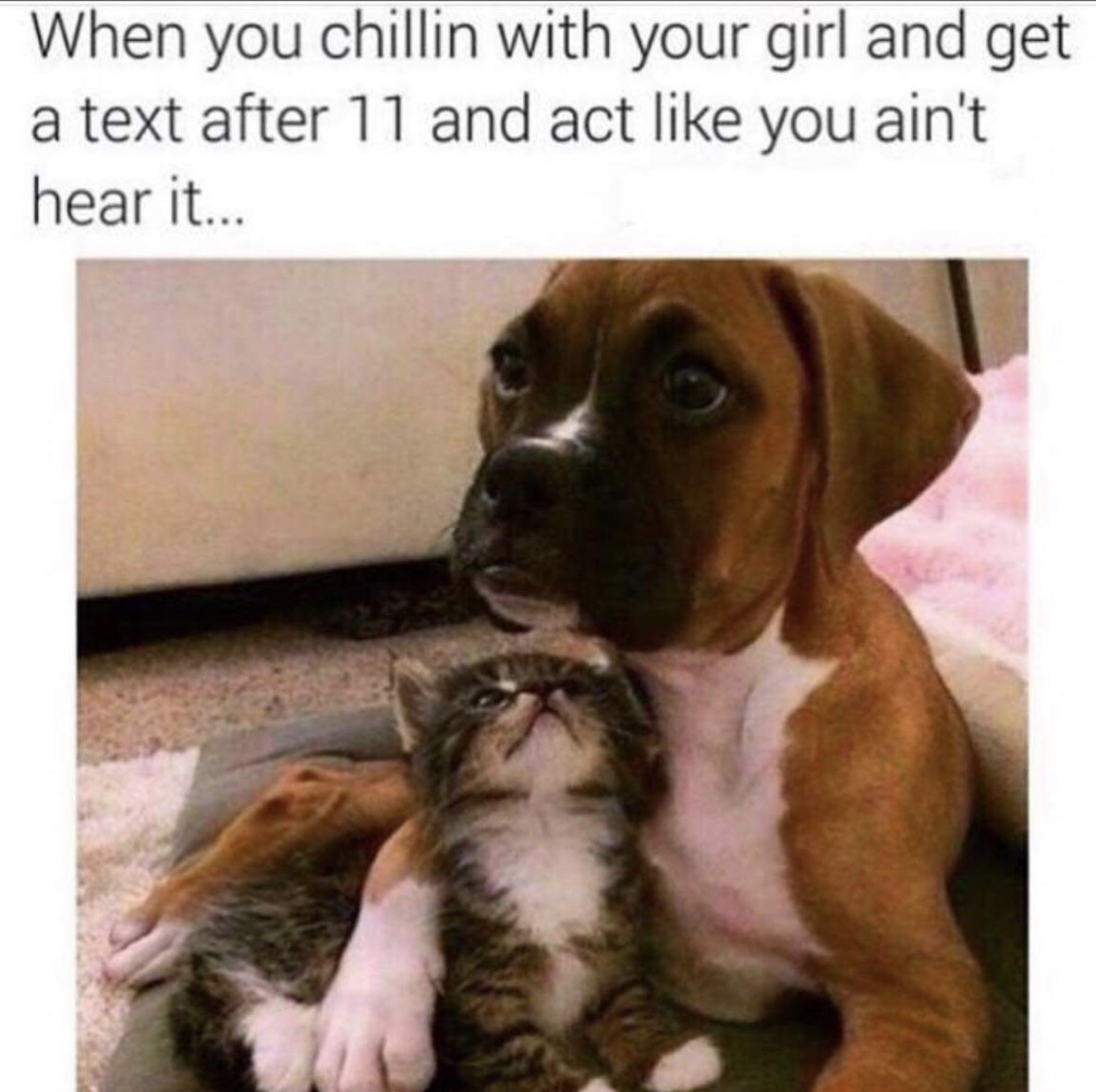 dog memes - When you chillin with your girl and get a text after 11 and act you ain't hear it...