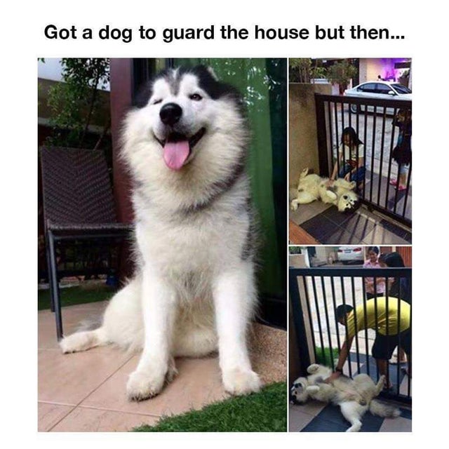 alaskan malamute - Got a dog to guard the house but then...