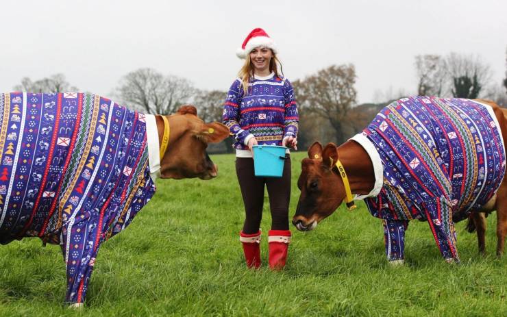jersey cows in christmas jumpers