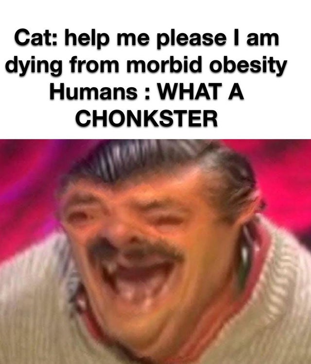 memes 2019 - Cat help me please I am dying from morbid obesity Humans What A Chonkster