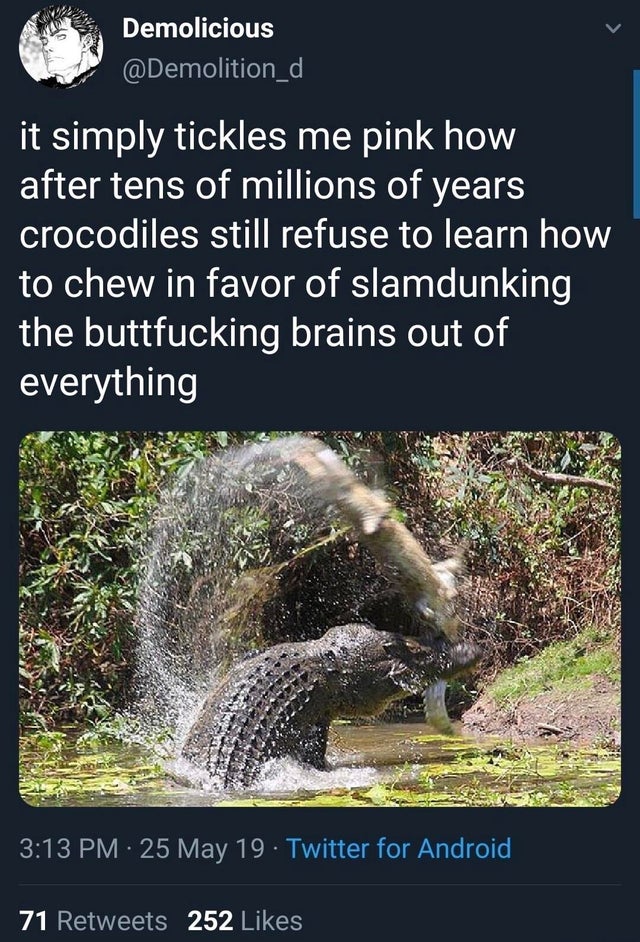 crocodile slam meme - Demolicious it simply tickles me pink how after tens of millions of years crocodiles still refuse to learn how to chew in favor of slamdunking the buttfucking brains out of everything 25 May 19. Twitter for Android 71 252