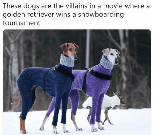 these dogs look like the villains - These dogs are the villains in a movie where a golden retriever wins a snowboarding tournament