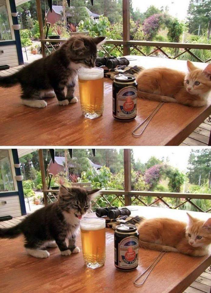 cat tastes beer