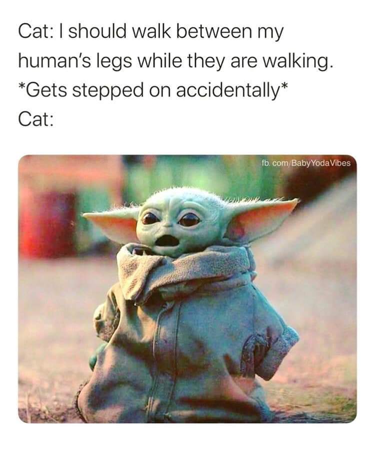 baby yoda cat meme - Cat I should walk between my human's legs while they are walking. Gets stepped on accidentally Cat fb.com Baby Yoda Vibes