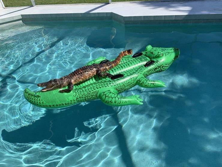 alligator on alligator float