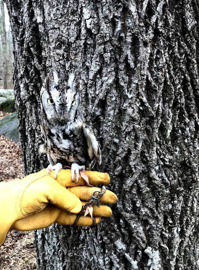 owl camouflage