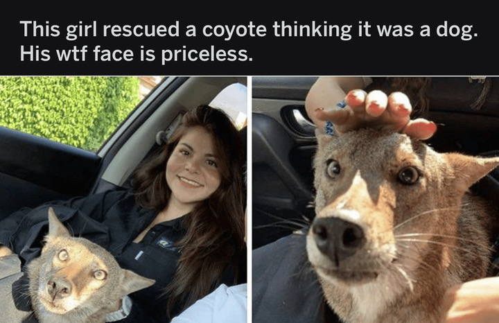 girl rescues coyote - This girl rescued a coyote thinking it was a dog. His wtf face is priceless.