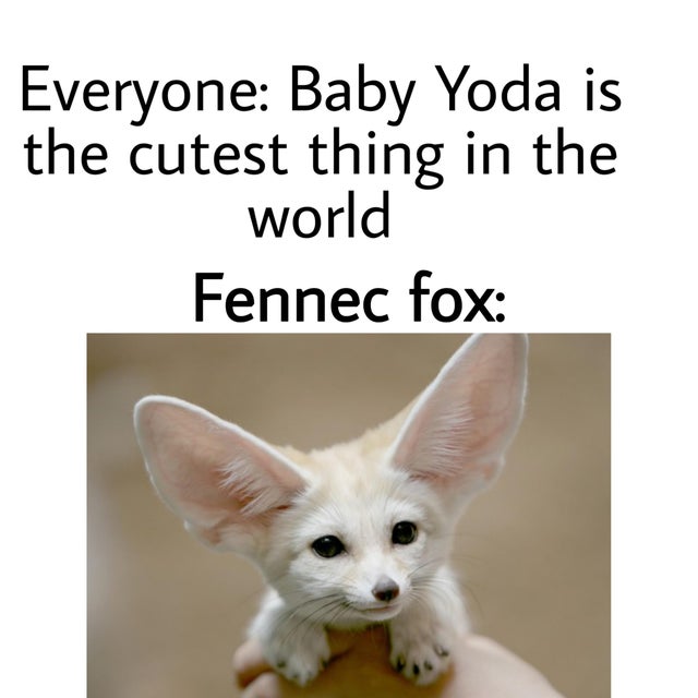 dank meme - Internet meme - Everyone Baby Yoda is the cutest thing in the world Fennec fox