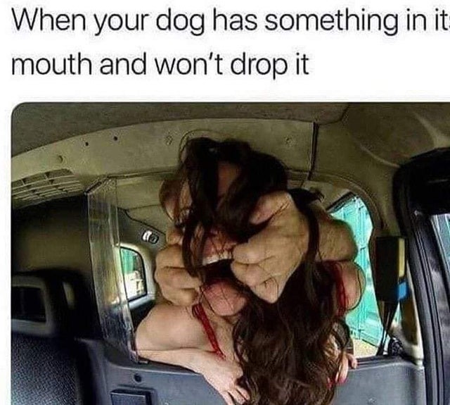 porn still memes - When your dog has something in it mouth and won't drop it