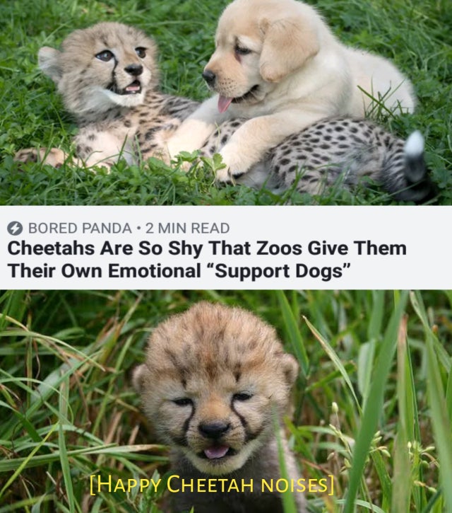 best meme - happy cheetah noises - Bored Panda 2 Min Read Cheetahs Are So Shy That Zoos Give Them Their Own Emotional "Support Dogs" Thappy Cheetah Noises