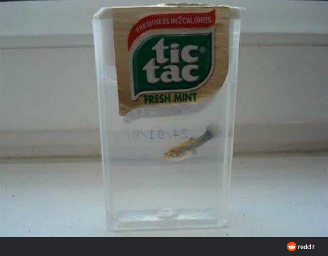 weird picture - fish in a tic tac box - Eshness In 2CALORES tis Fresh Mint reddit