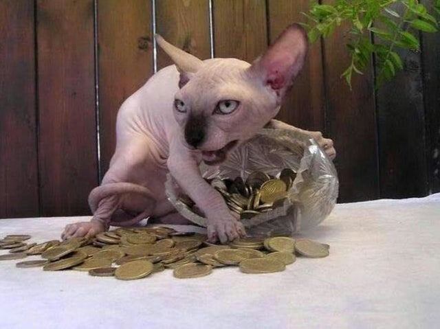 weird picture - funny cursed picture of a hairless cat