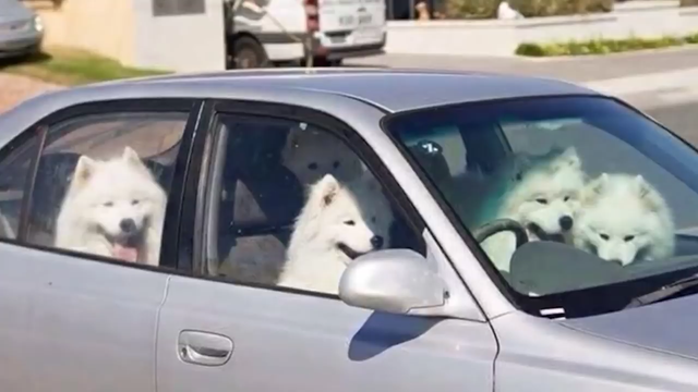 weird picture - get in bitches we re going shopping - dogs in a car