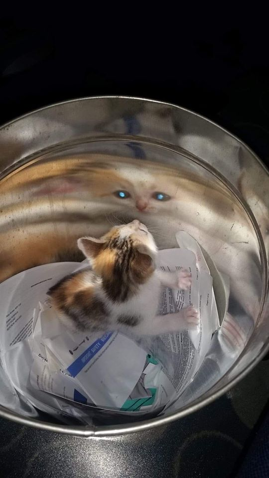 weird picture - Internet meme - reflection of a cat from inside a trash can